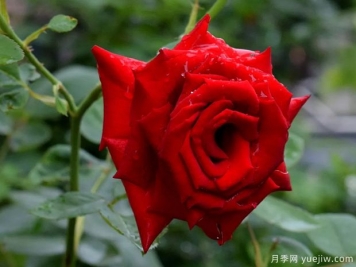 2023年情人节十大玫瑰品种销量榜，卡罗拉位居首位