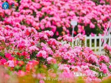 2024年第二届杭州市月季花展举办，赏500万株月季