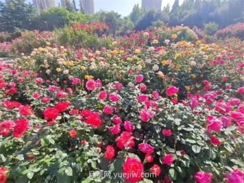 郑州月季公园40万株月季竞相绽放，感受花漾生活