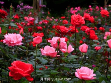 月季名园：郴州南岭植物园月季园