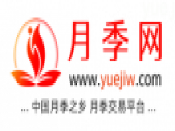 中国上海龙凤419，月季品种介绍和养护知识分享专业网站